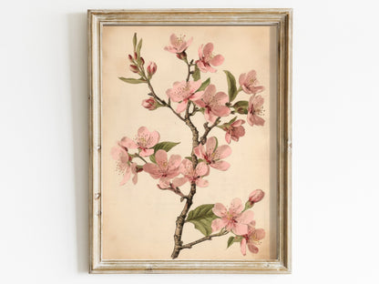 Vintage Cherry Blossom Wall Art, Pink Floral Decor, French Farmhouse Style - WildfieldPrints